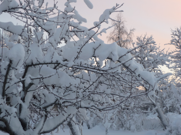 Vinter_Appeltrad