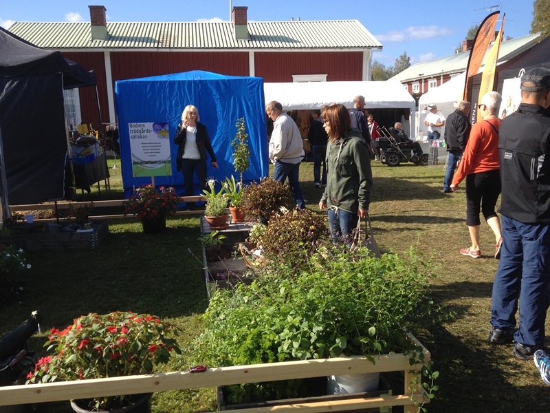 Skordefest_2014 (16)